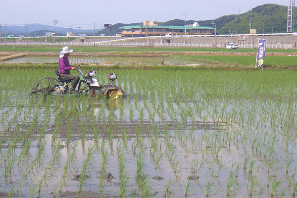 2025年6月12日田んぼ除草中の様子